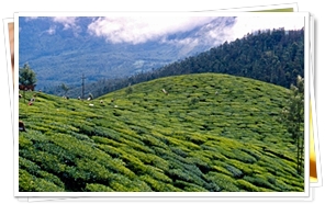 Tea Garden at Munnar